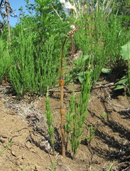 Equisetum arvense