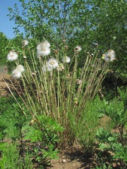 Tussilago farfara