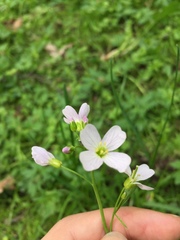 Cardamine pratensis