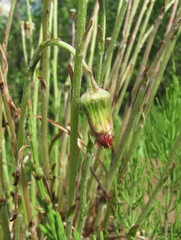 Tussilago farfara