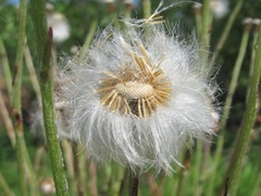 Tussilago farfara
