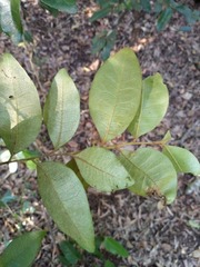 Planchonella myrsinifolia