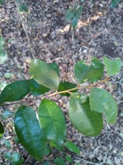 Planchonella myrsinifolia