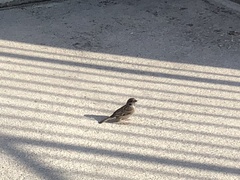Passer montanus