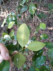 Planchonella myrsinifolia