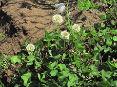 Trifolium repens