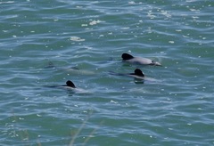 Cephalorhynchus hectori