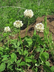 Trifolium repens