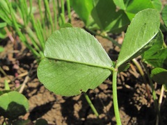 Trifolium repens