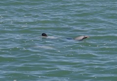 Cephalorhynchus hectori
