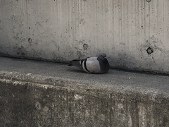 Columba livia domestica