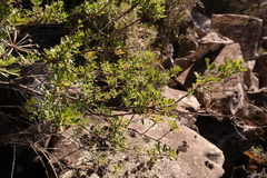 Polemannia grossulariifolia