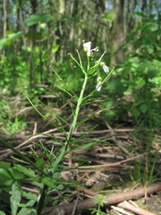 Cardamine uliginosa