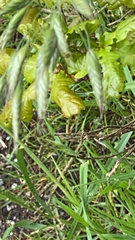 Bromus lanceolatus