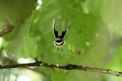 Eurylaimus ochromalus