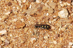 Cicindelina