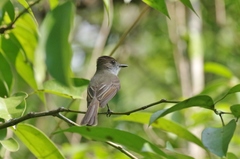 Myiarchus yucatanensis