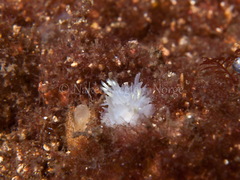 Lophodoris danielsseni