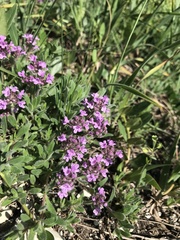 Thymus markhotensis
