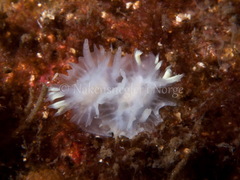 Lophodoris danielsseni