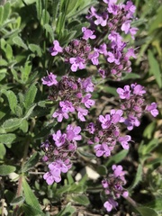 Thymus markhotensis