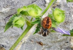 Philaeus chrysops