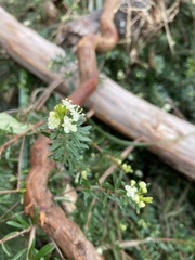 Micrantheum hexandrum