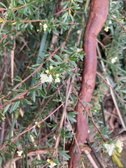 Micrantheum hexandrum