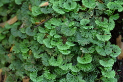 Hymenophytaceae
