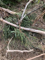 Micrantheum hexandrum