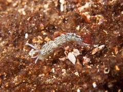 Diaphoreolis viridis