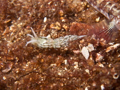 Diaphoreolis viridis