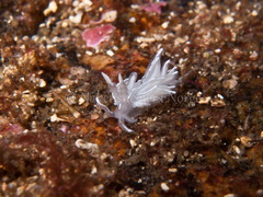 Favorinus blianus