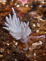 Favorinus blianus