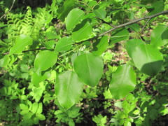 Pyrus communis caucasica