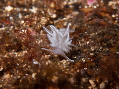 Favorinus blianus