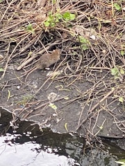 Rattus norvegicus