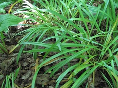 Galanthus lagodechianus