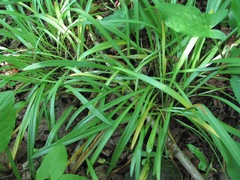 Galanthus lagodechianus