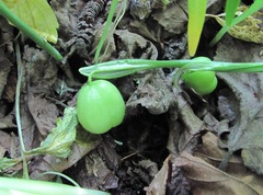 Galanthus lagodechianus