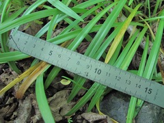Galanthus lagodechianus