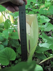 Arum orientale