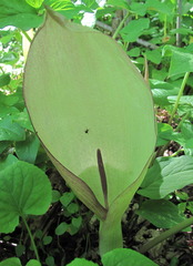 Arum orientale