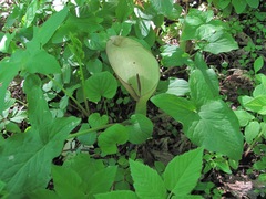 Arum orientale
