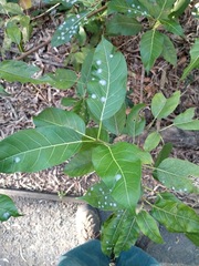Ficus virens