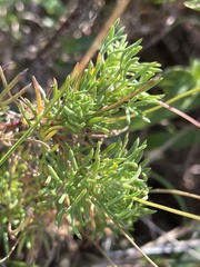 Euryops leiocarpus