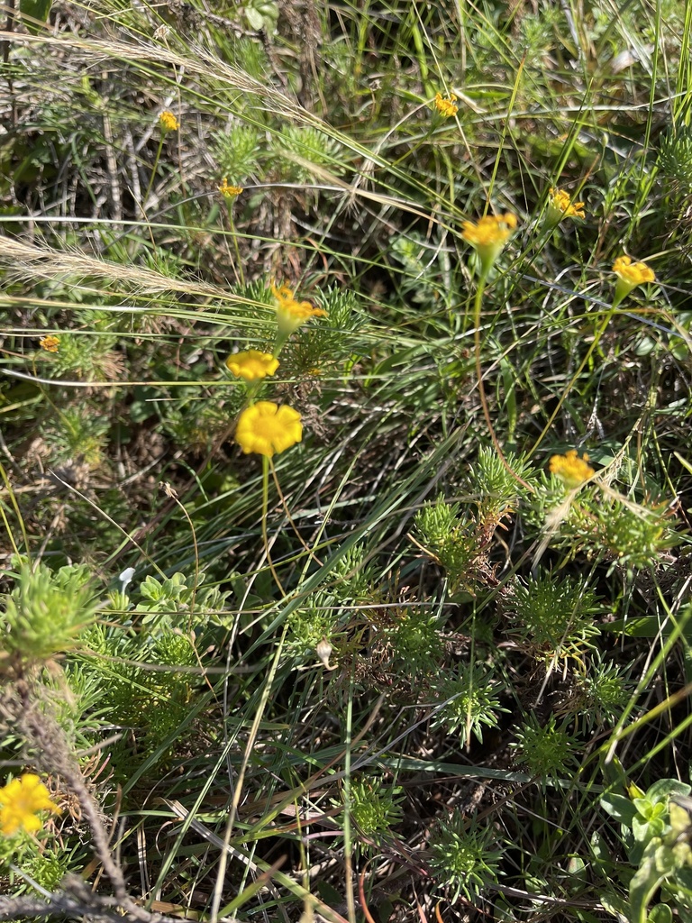 Euryops leiocarpus