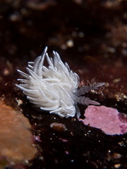 Favorinus blianus