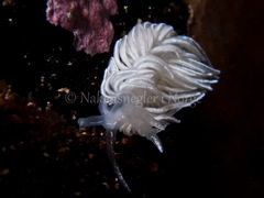 Favorinus blianus