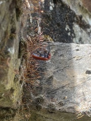 Pyrochroa serraticornis